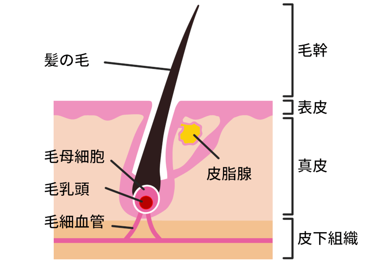 頭皮の断面図